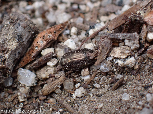 iNaturalist observation photo of Ground Beetles