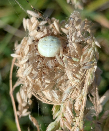 Four-spot Orbweaver