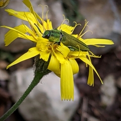 Anthaxia hungarica