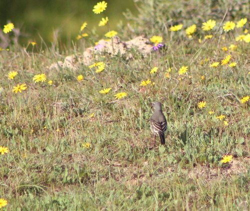 iNaturalist: (c) jeanelz, some rights reserved (CC BY-NC), uploaded by jeanelz iNaturalist image