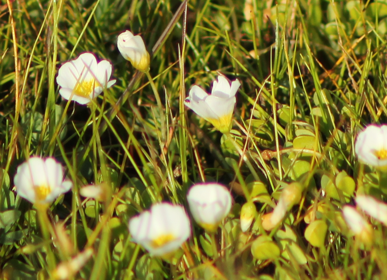 Oxalis dregei Sond. 4