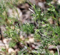 Ammoselinum popei