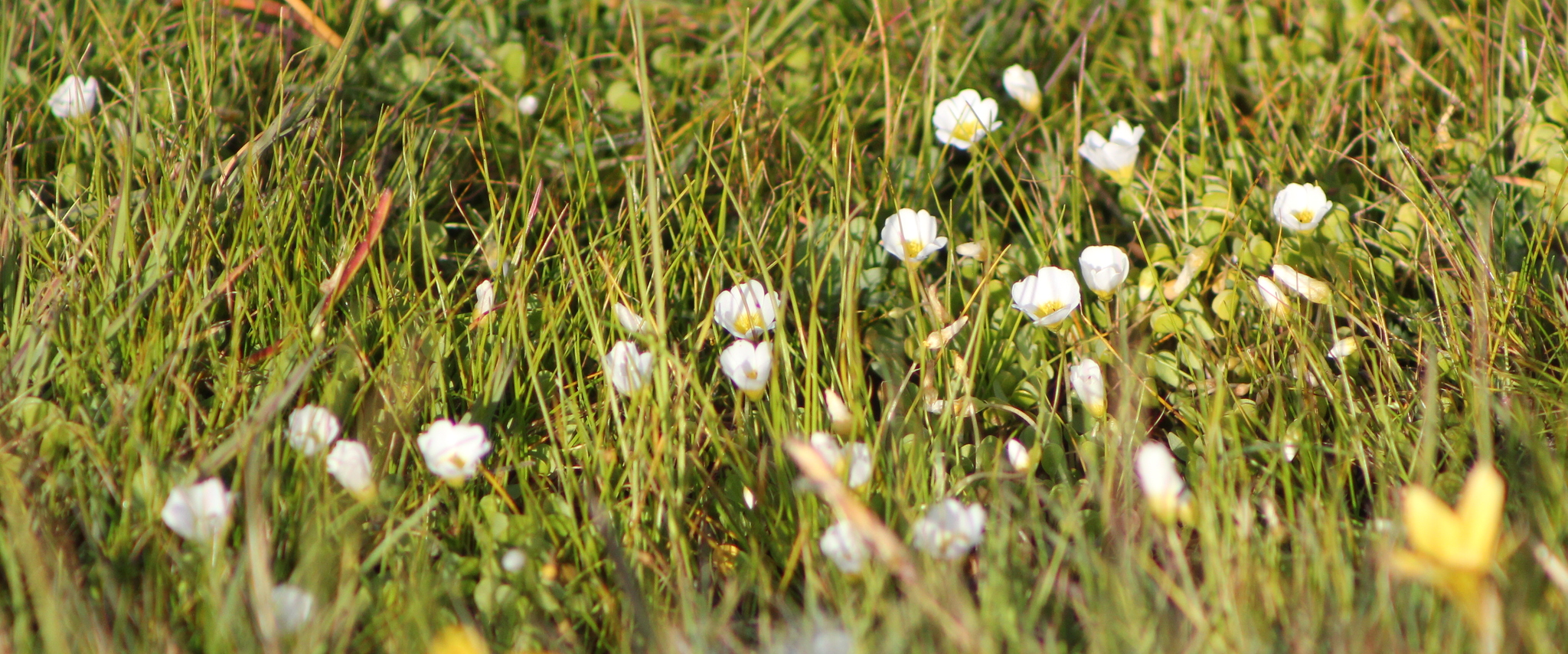 Oxalis dregei Sond. 3