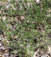 Ammoselinum popei