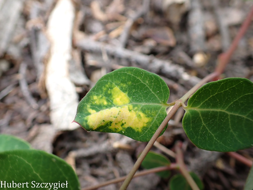 iNaturalist observation photo of Aphids