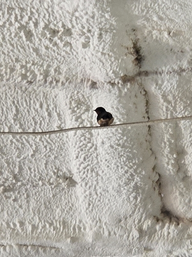 Barn Swallow