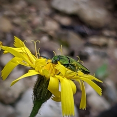 Anthaxia hungarica