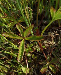 Potentilla kleiniana