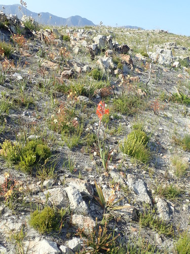 Image of Watsonia schlechteri by no rights reserved
