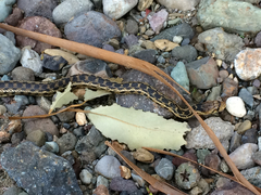 Pituophis catenifer pumilus