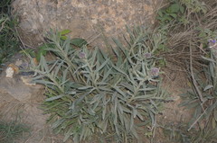 Anchusa leptophylla