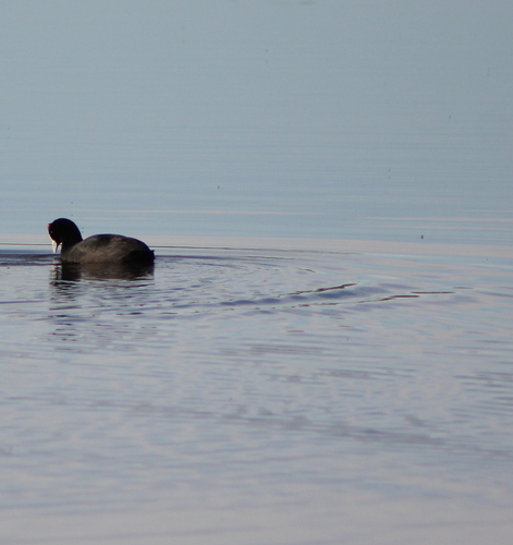 iNaturalist: (c) jeanelz, some rights reserved (CC BY-NC), uploaded by jeanelz iNaturalist image