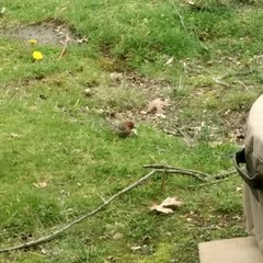 Haemorhous mexicanus