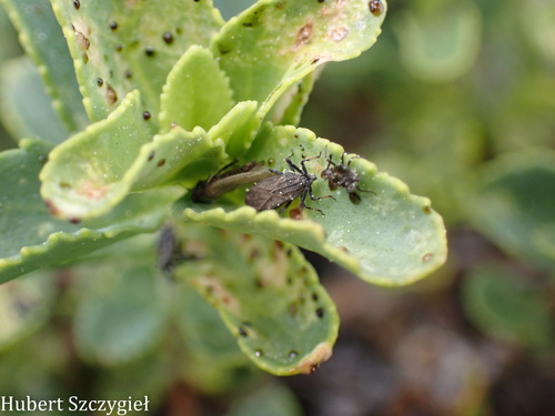 iNaturalist observation photo of Teleonemia