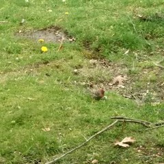 Haemorhous mexicanus