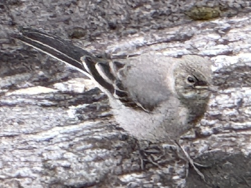 White Wagtail