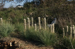 Asphodeline taurica