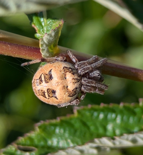 Furrow Orbweaver