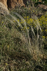 Stipa lessingiana
