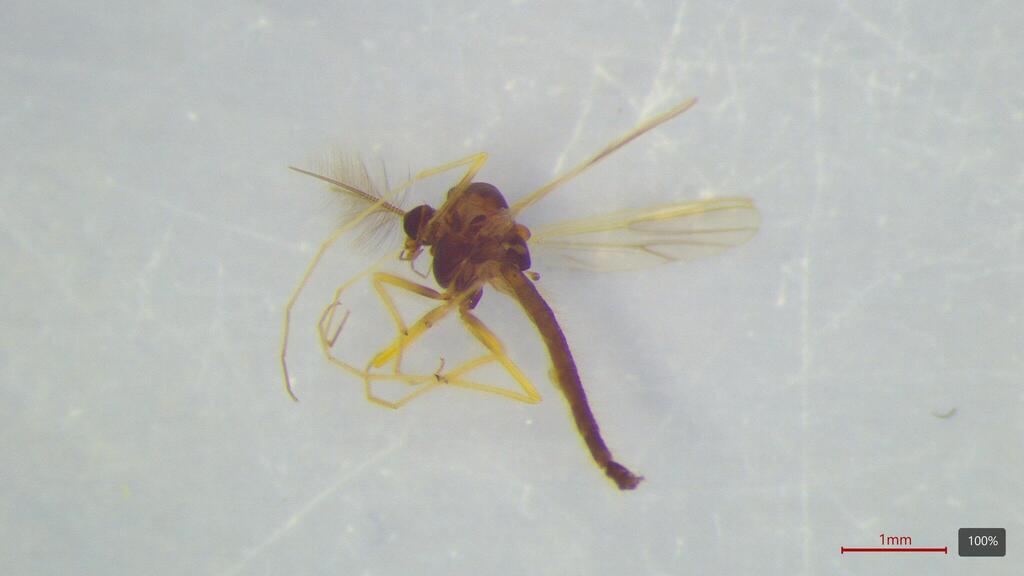 Polypedilum halterale