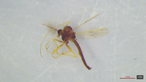 Polypedilum halterale