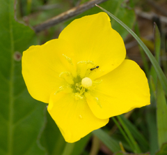 Monomorium ergatogyna