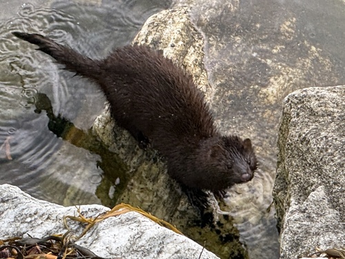 American Mink