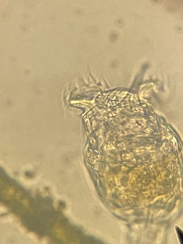 Philodina megalotrocha