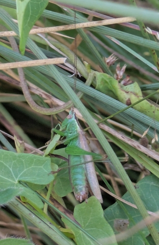 Long-winged Conehead