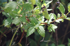 Jovellana punctata