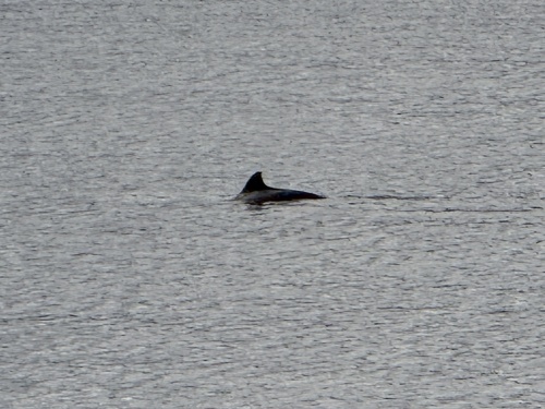 Harbour Porpoise