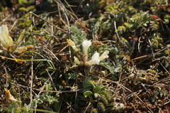 Astragalus rupifragus