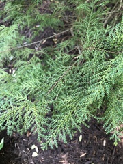 Chamaecyparis obtusa