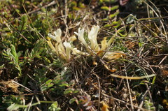 Astragalus rupifragus