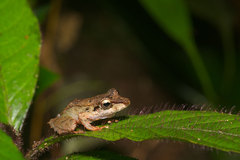 Pristimantis lanthanites