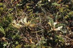 Astragalus rupifragus