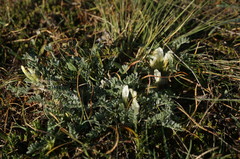 Astragalus rupifragus