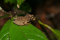 Pristimantis lanthanites