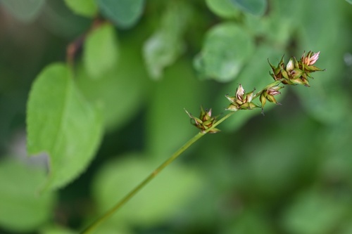 Carex muricata, photograph 1