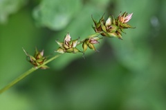 Carex muricata