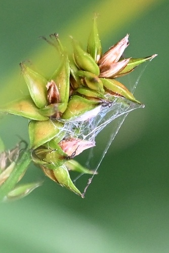 Carex muricata, photograph 2