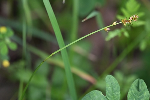 Carex muricata, photograph 3