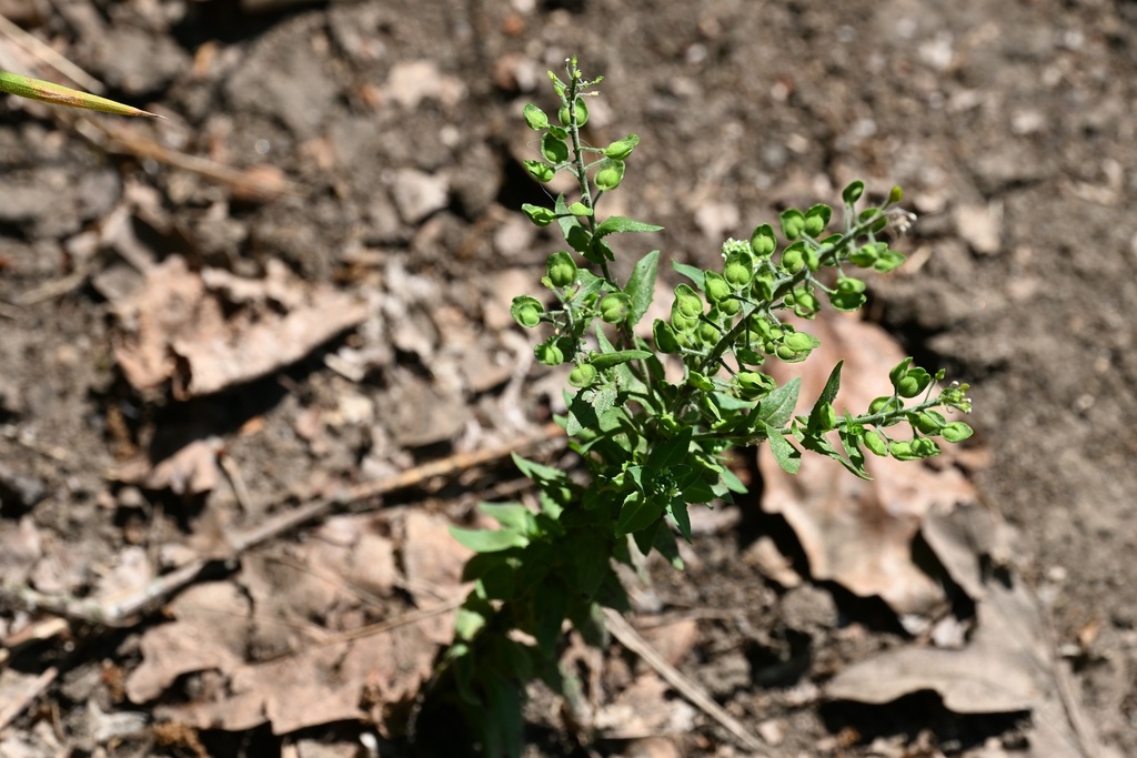 Lepidium campestre; photograph (c) Petr Harant, some rights reserved (CC BY)