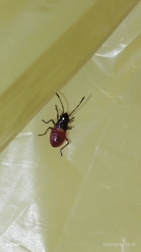 Acroleucus coxalis