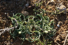 Takhtajaniantha crispa