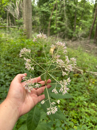 iNaturalist observation photo of sweet Joe-Pye-weed