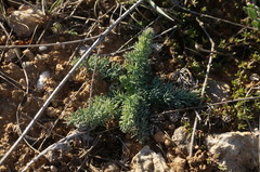 Seseli dichotomum