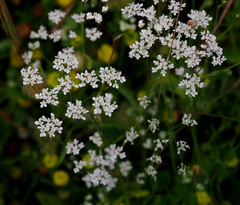 Pimpinella cretica