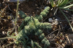 Seseli dichotomum