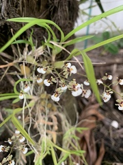 Gomesa radicans
